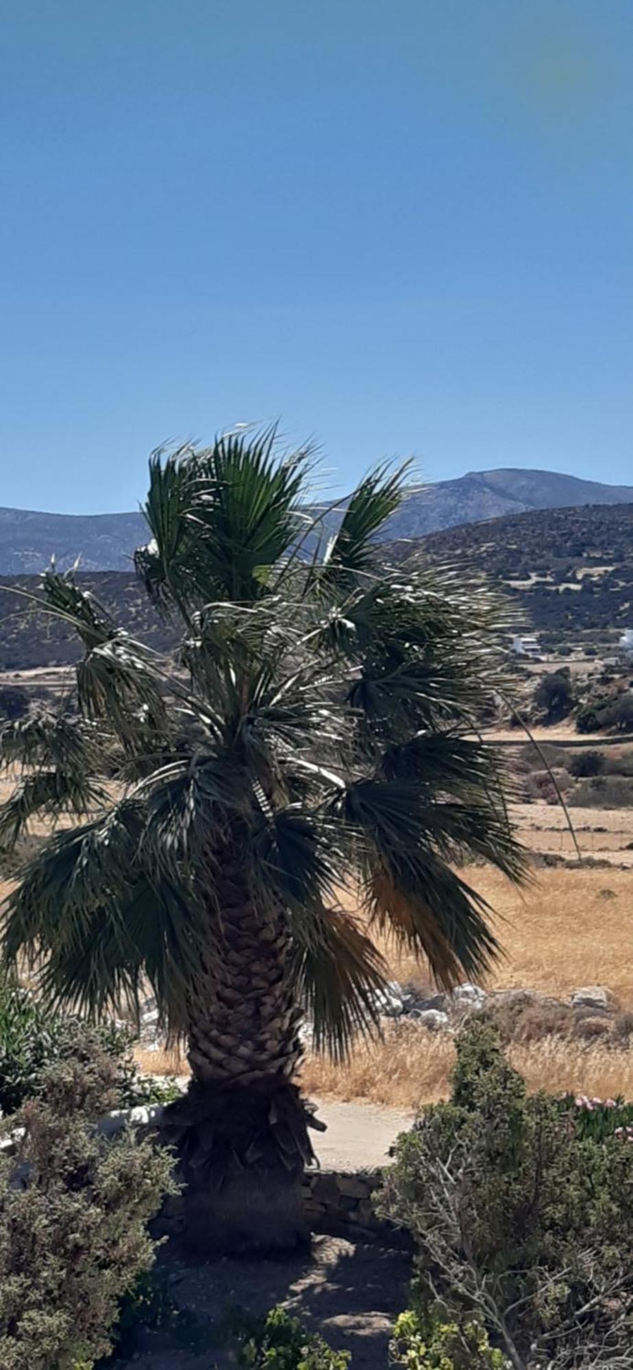 Haus Asterakia Leilighet Aliko Beach Eksteriør bilde